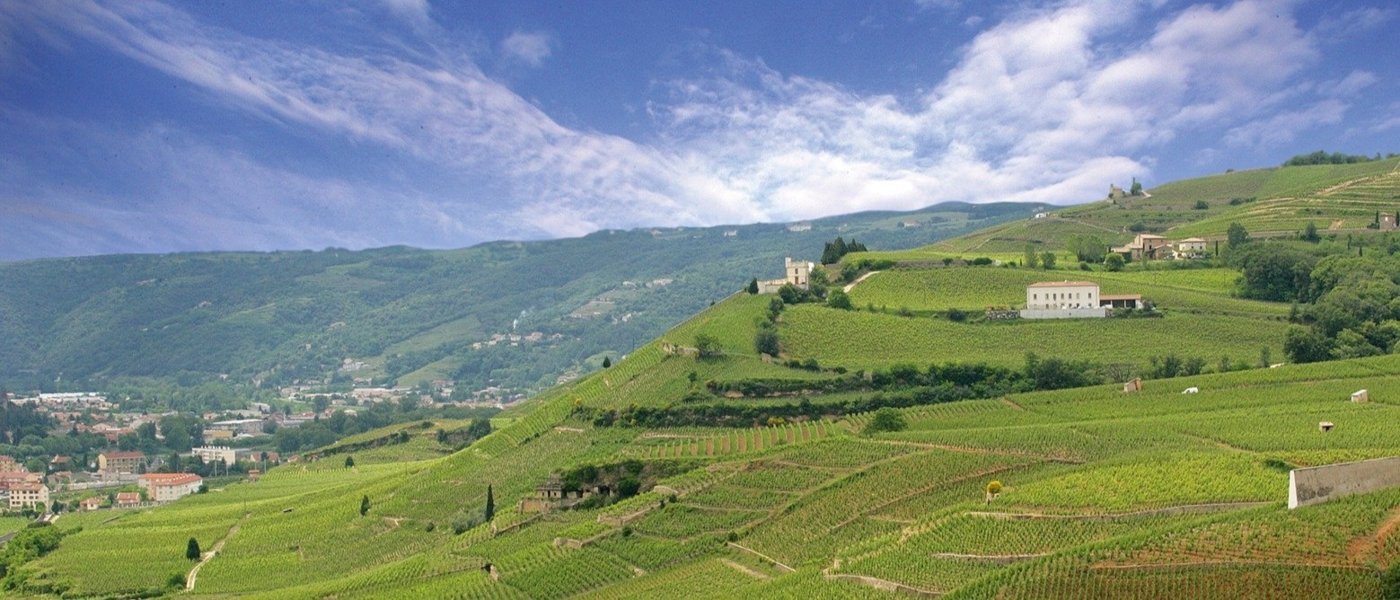 M. CHAPOUTIER - View over vineyards - Wine Paths